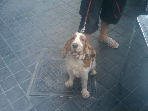 Este es Gali es el perro para el que busco dueño como podeis ver es una monada y se porta muy muy bien